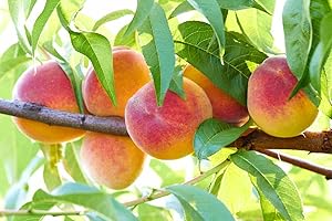 Bounty Peach Tree - Self Pollinating - Live Fruit Plant Shipped 2 Feet Tall by DAS Farms (No California)