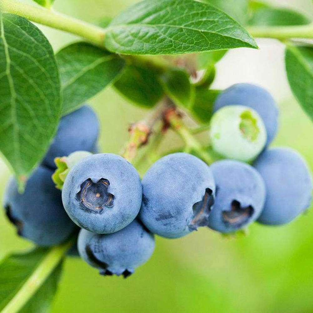 Mix Edible Fruit Berry 300pcs Sweet Huge Blueberry Seeds Hardy Perennial Gardening Patio Lawn Garden Urbytus Com