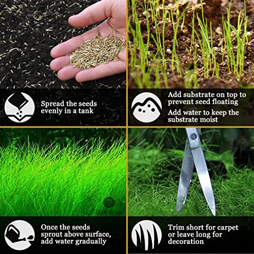 Luffy Hair Grass Seeds, Mid or Foreground Tank Decor, Amphibious Carpet Aquarium Plant, Can Grow Fast Up to 4 Inches, Creeper Plant Covers Tank Surface Quickly, 0.35 Ounce Pack - Thumbnail 4