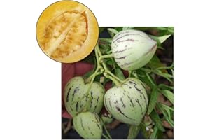 Pepino Dulce Melon Pepino Pear Fruit Seeds 10 Piece Semi-Rare : Seeds in The Packet