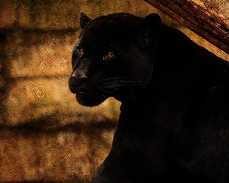 wallpapers Beautiful Black Panther Images Animal amazon de