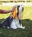 ShamWow Original Super Absorbent Multi-Purpose Cleaning Shammy Chamois Towel Cloth - Holds 10X its Weight in Liquid - Machine Washable - Will Not Scratch (4 Pack, Orange)