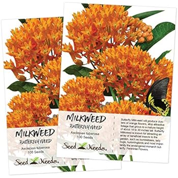 Seed Needs, Butterfly Milkweed (Asclepias tuberosa) Twin Pack of 100 Seeds Each