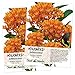 Seed Needs, Butterfly Milkweed Seeds For Planting (Asclepias tuberosa) Twin Pack of 100 Seeds Each primary