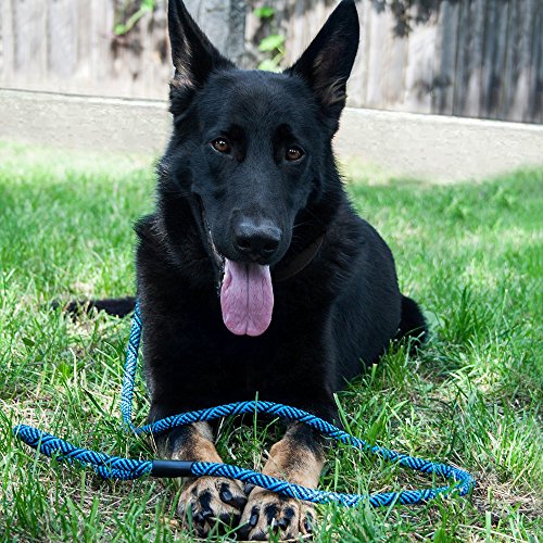 image for BronzeDog Dog Slip Lead 4ft Pet Rope Training Leash for Medium Large D