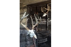 Rack-it Bracket European Trophy Skull Mounting System for Deer & Other Small to Mid Size Game