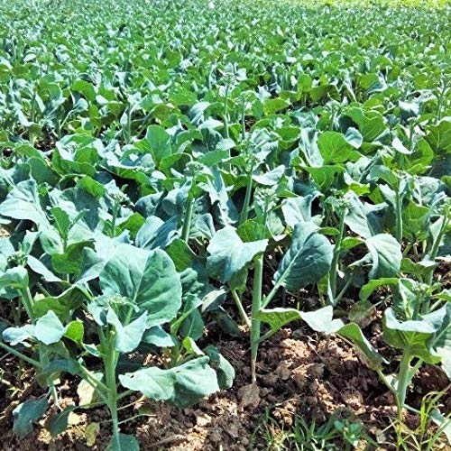 ASTONISH Seeds Package: 1000+ Chinese Broccoli Kale Gailaan GAI LAN Kai LAN Phak Khana ?? ?????