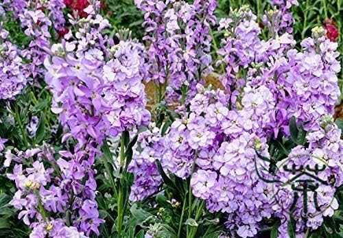 SeeKay Matthiola bicornis - Night Scented Stock - 3000 Seeds