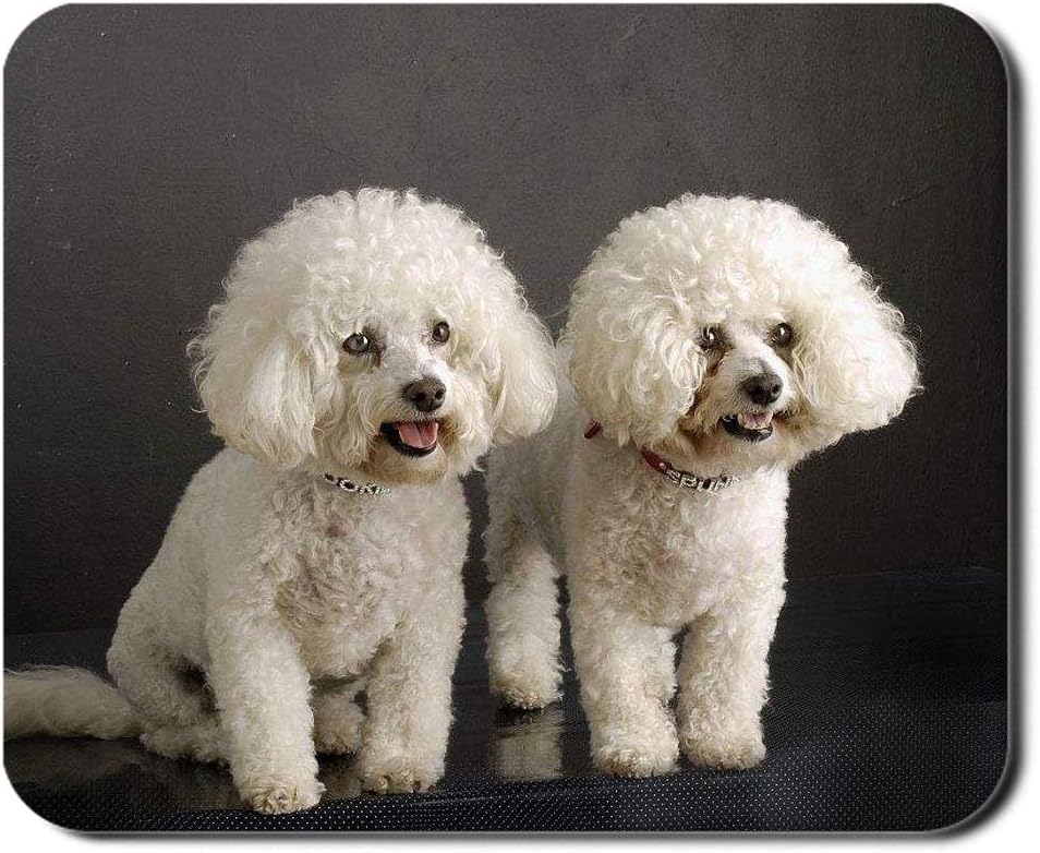 bichon frise with kids