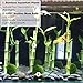 3 Betta Bamboo Plant – Create attractive Zen Garden - Purifies water by absorbing Nitrate and Ammonia - Control algae by competing for nutrients - Extreme Hardy plant, survive in low light condition