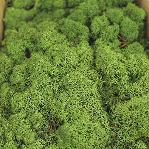 1 Kiste Echtes Moos - Natur Dekomoos zum basteln in verschiedenen frischen Sorten - DIY - Islandmoos, Plattenmoos, Bollenmoos, Hügelmoos Sphagnum Moos (1 x Island Moos grün) – Bild 8