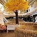 Golden Dried Wheat Sheaves 100 Stems Bundle Premium Autumn Arrangements Full Wholesale DIY Home Table Wedding Xmas Halloween Decoration