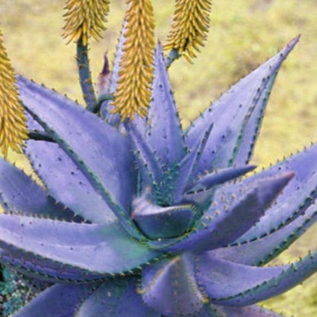 Masoke Seeds -"Lily of The Desert" Colored 100 Grain Real Aloe Vera (Aloe barbadensis) Seed First aid Plant, Miraculously Healing Powers