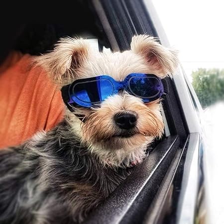 small dog goggles amazon