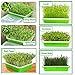 Seed Sprouter Wheatgrass Sprouting Tray BPA Free PP Sprouting Kit Big Capacity with Lid 13.4 x 9.84 x 4.2inch,Indoor Sprouter,Green