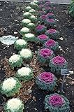 60 ORNAMENTAL KALE MIXED COLORS Brassica Oleracea Flower Seeds *Comb S/H