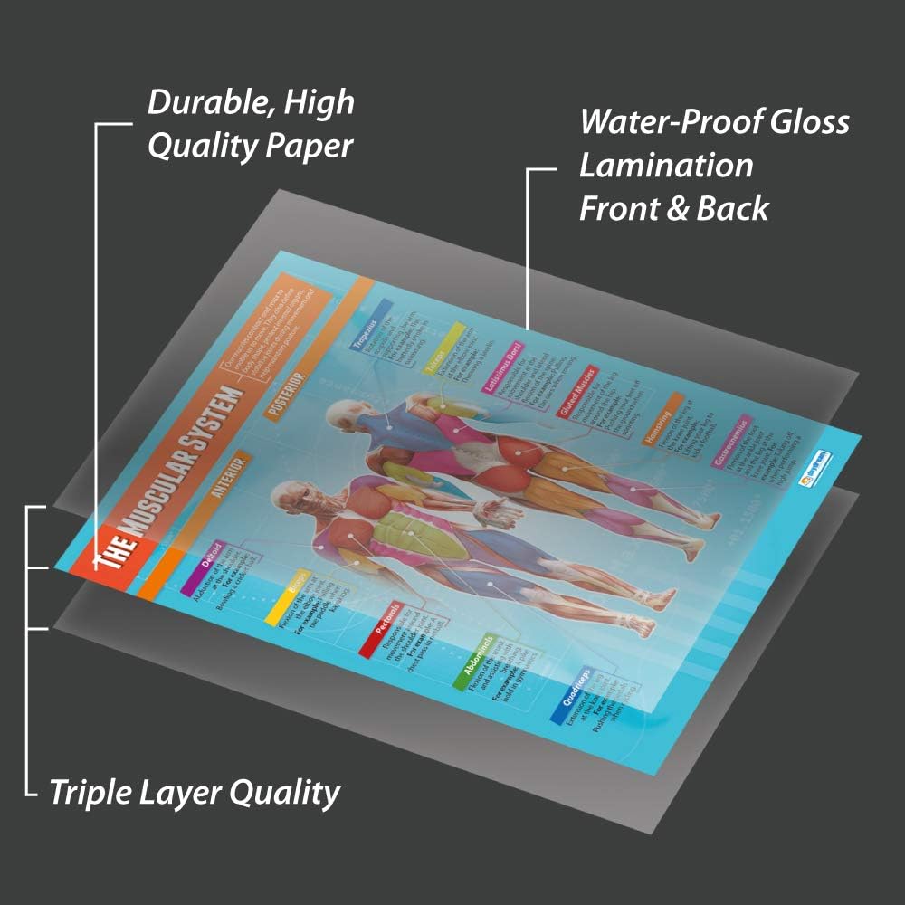 Daydream Education The Muscular System Poster, EXTRA LARGE, A1 (850mm x 594mm), Laminated - Image 5