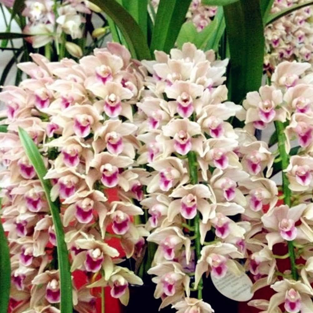 HeZelect 100Pcs Cymbidium Orchid Seeds,Beautiful,Pure Live Flower, Easy to Plant, Ornamental Plant, High Germination Rate Flower Bonsai Plant for Garden Office Balcony Decor Cymbidium Seeds