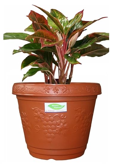 Blossom 12 inch decorative pot Brown color (PACK OF 2) - Minerva Naturals
