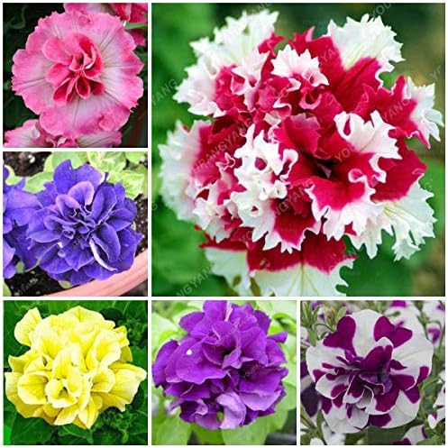 MAYAGREEN 200pcs/pack Bonsai Petunia Garden Bonsai Moon Night Sky Double Purple Flowers Purple Sky Black Petunia High Germination Red(Seeds Only)