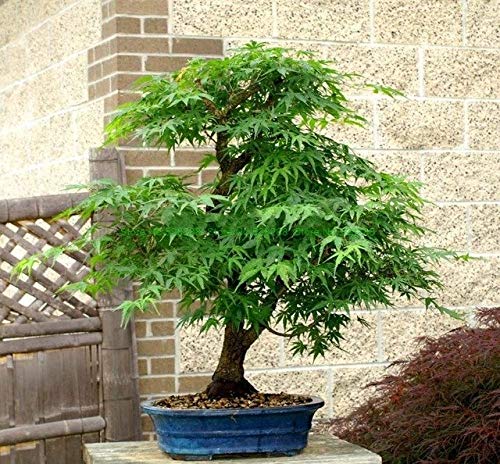 Pinkdose Bonsai Mpale Tree 30 Piezas/Paquete Arce Bonsai Blue ...