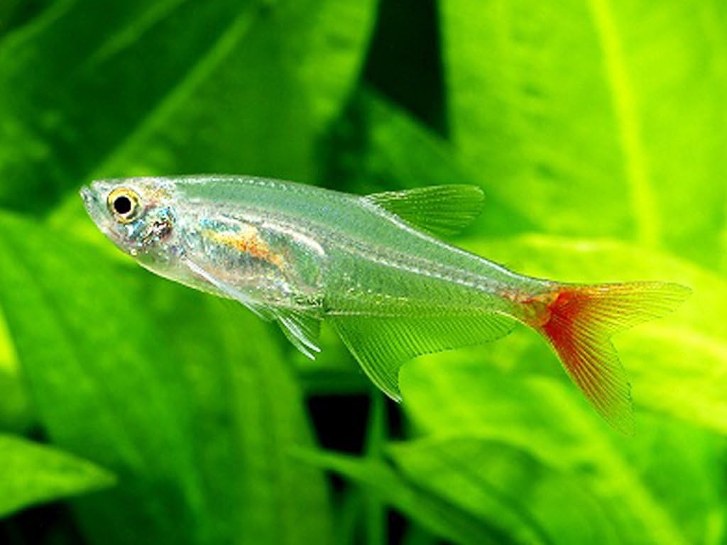 Amazon 透明なボディが美しい グラスブラッドフィン10匹 愛されて周年 熱帯魚 生体販売の老舗 東京プロスパー 東京プロスパーインターナショナル 熱帯魚 観賞魚 通販