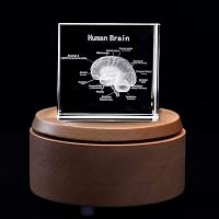 Clear Glass Brain Paperweight 3.1x2x2 3D Human Brain Anatomical Model ...