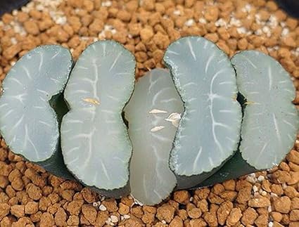 Buy Sellify Sell Original South Africa Haworthia Truncata Seeds Top Quality Succulents Fleshy Seeds 2pcs Per Pack In Seeds Online At Low Prices In India Amazon In