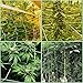 BohoFarm Plant Trellis Netting 5x30ft 2-Pack Trellis Net Heavy-Duty Polyester Plant Support Vine Climbing Hydroponics with/Garden Twine