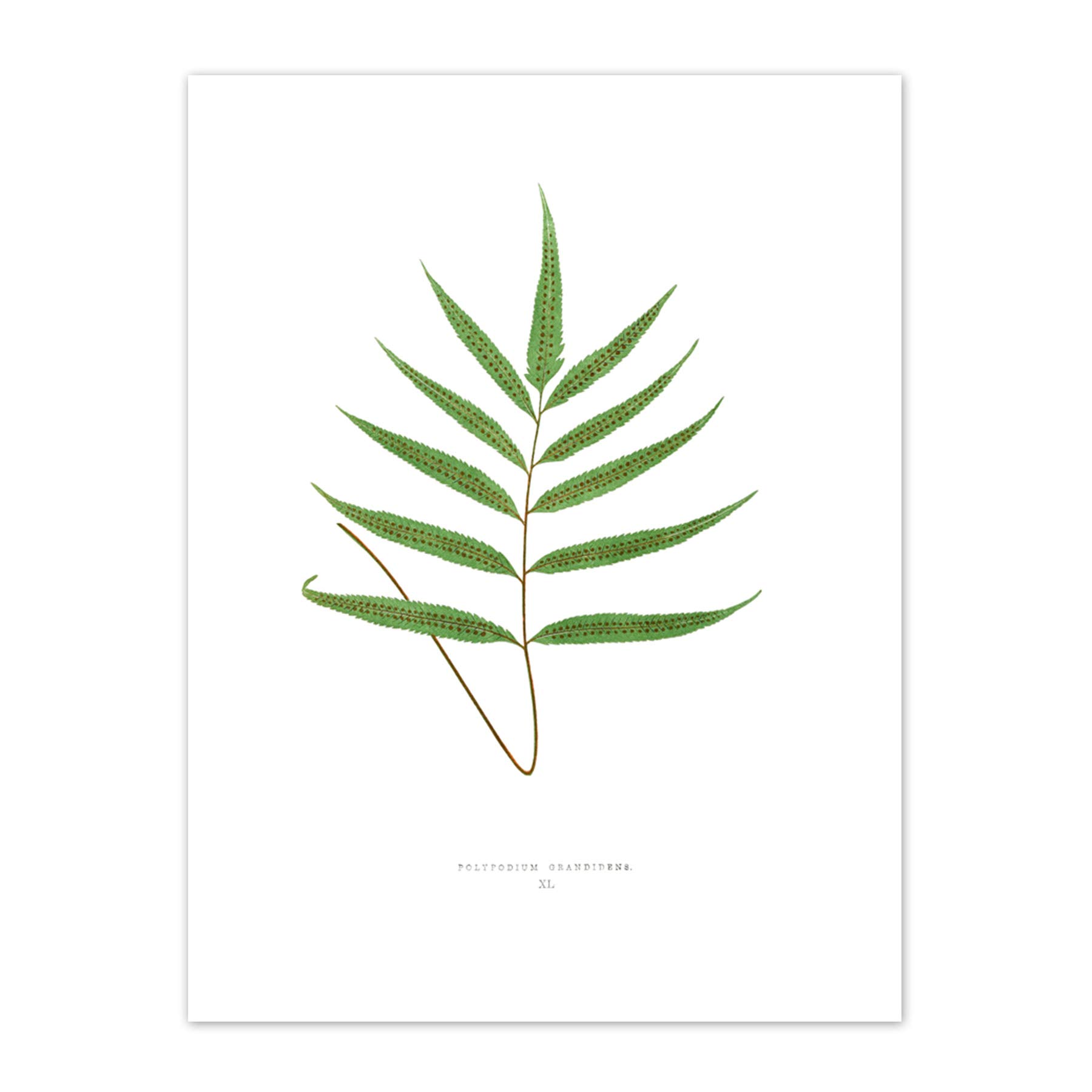 Wee Blue Coo Fern Polypodium Grandidens Art Print Canvas Premium Wall Decor Poster