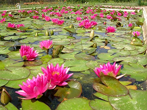 Live Aquatic Hardy Water Lily | Pre-grown, Pre-rooted, Hardy Water Lily for your Pond or Patio Water Garden | Drop-N-Grow Convenience -Red (Nymphaea 'Attraction')