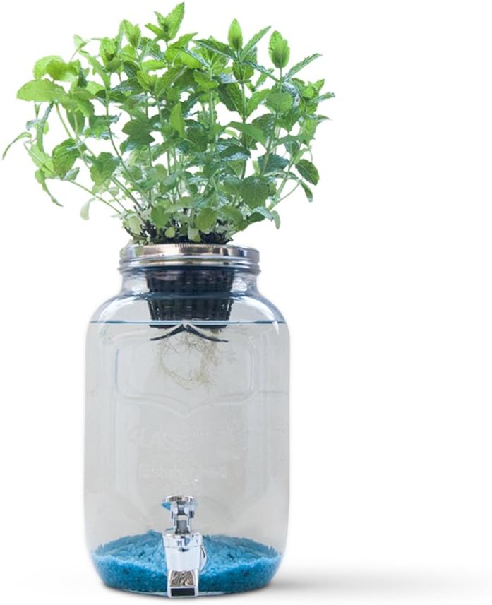 Blue Jar, Sistema de hidroponía Creativa: Amazon.es: Jardín