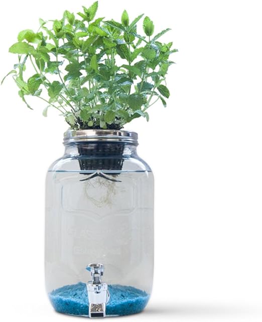 Blue Jar, Sistema de hidroponía Creativa: Amazon.es: Jardín