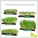 Window Garden Microgreens Growing Kit - Includes Microgreen Seeds, Organic Pea Shoot (3 Pack Refill) - Indoor Microgreen Grow Starter Kit - Pre-Measured Soil, Sprout Crops of Superfood Greens
