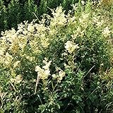 Meadowsweet Seeds (Filipendula ulmaria) Packet of