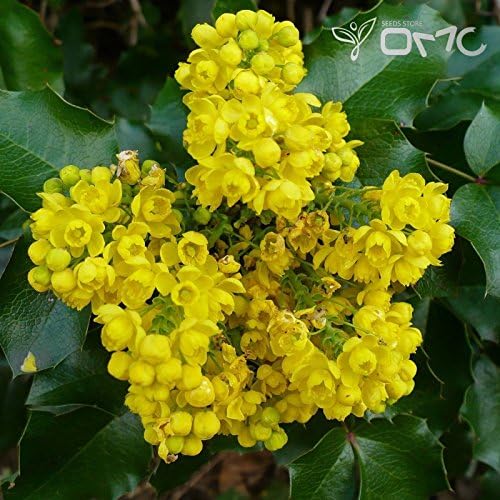 (30 seeds) Mahonia Aquifolium / Oregon Grape / Blue Barberry / Berberia aquifolium / Oregon Grapeholly / Holly-leaved Barbarry