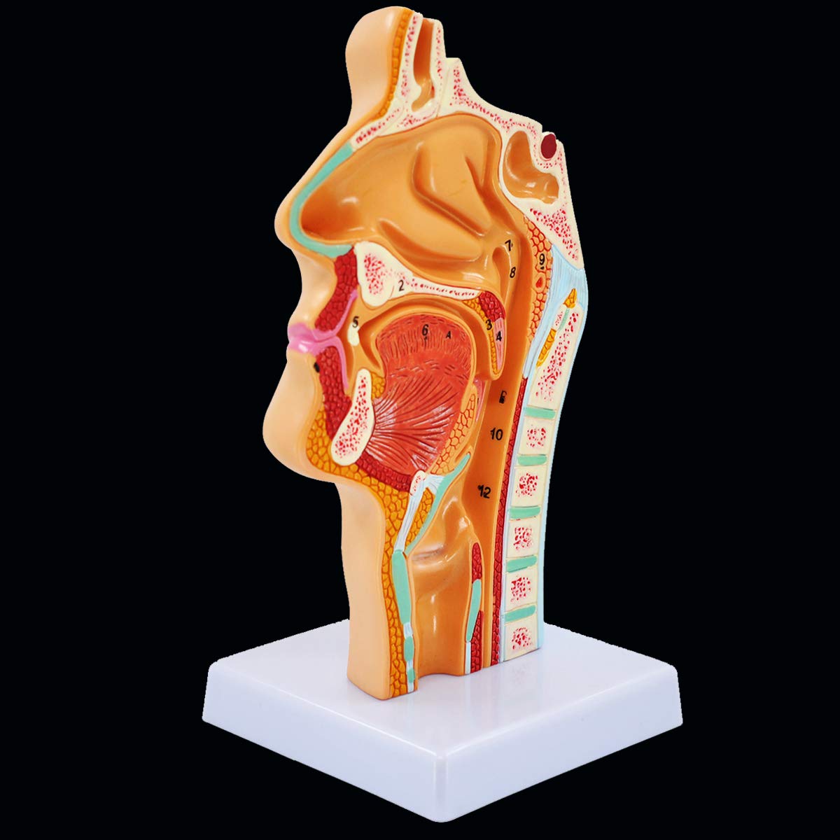 Buy Nasal Cavity Model, Human Anatomical Nose Throat Anatomy Model for