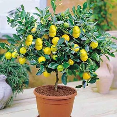 Creative Farmer Bonsai Suitable Fruit Seeds : Lemon Seeds Seeds For Home Garden Bonsai Suitable Fruit Seeds Pack