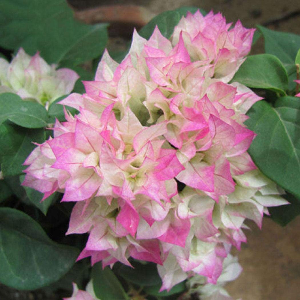 Ankidz Bougainvillea Flower Seeds Bonsai Tree Seeds Home Garden Planting Flowers