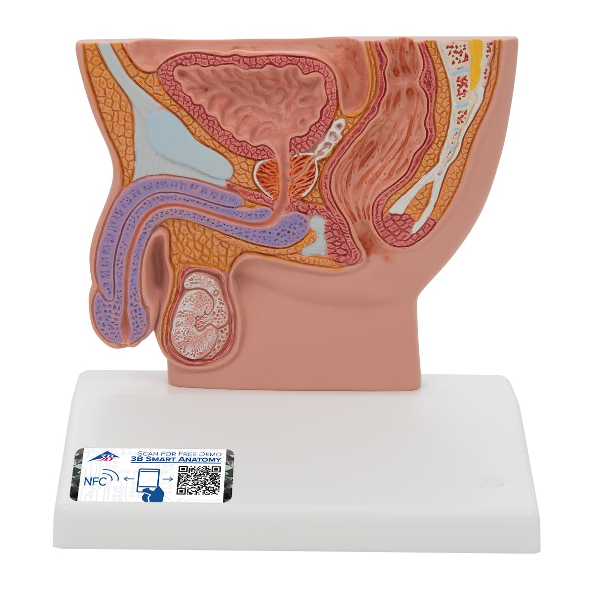 3B Scientific H12 Male Pelvis Section, 1/2 Life Size and Free Anatomy App - 3B Smart Anatomy