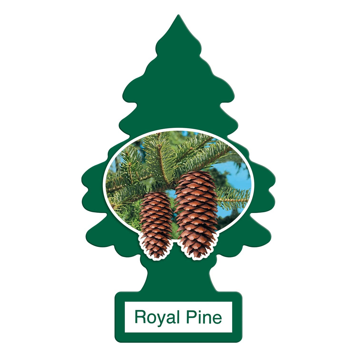 LITTLE TREES Car Air Freshener | Hanging Paper Tree for Home or Car | Royal Pine | 12 Pack