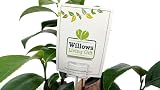 Willows Living Gifts Golden Wedding Rose 50th Anniversary Gift Wrapped 3L Pot view 5