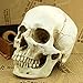 MEKBOK 1:1 Realistic Life Size Human Anatomy White Resin Replica Skull Halloween Decor