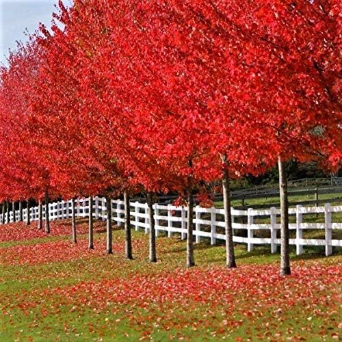 Autumn Blaze Maple - Brightest red of Any Tree in The Fall! (2 Years Old, 3 to 4 feet Tall.)