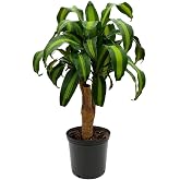 American Plant Exchange Dracaena Corn Massangeana Worry Free Live Plant, 6" Pot, Top Indoor/Outdoor Air Purifier