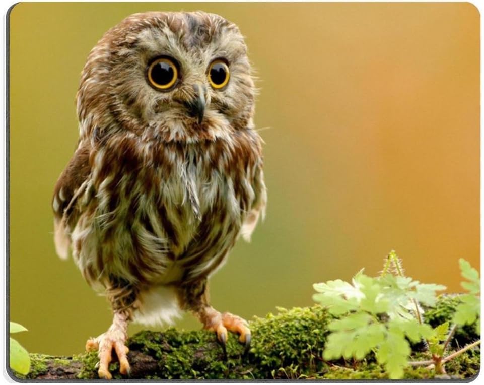 baby Owlet owl bird branch Mouse Pads Customized Made to Order Support Ready 9 7/8 Inch (250mm) X 7 7/8 Inch (200mm) X 1/16 Inch (2mm) Eco Friendly Cloth with Neoprene Rubber Liil Mouse Pad Desktop Mousepad Laptop Mousepads Comfortable Computer Mouse Mat Cute Gaming Mouse pad