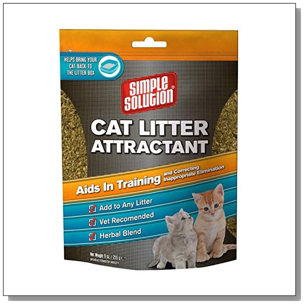 How to Get a Cat to Use a Top Entry Litterbox BLUE CRYSTAL SKY