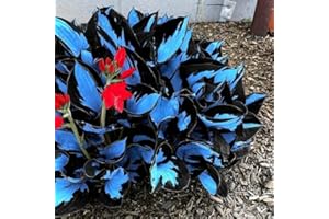 100Blue Hosta Seeds – Rare Perennial Shade-Tolerant Plants, Indoor/Outdoor Plant Garden & Pot Decoration, Easy to Flower