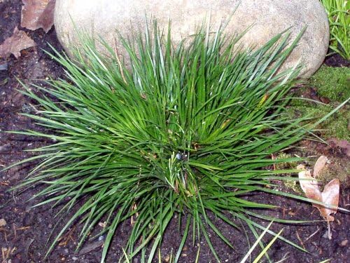 Dwarf Sweet Flag (Acorus gramineus 'Pusillus Minimus')