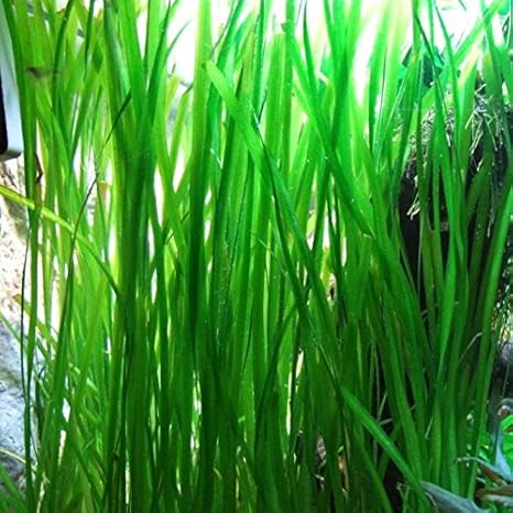 Aquarium Plant That Looks Like Grass - 611K7uScZ L. AC SX466 